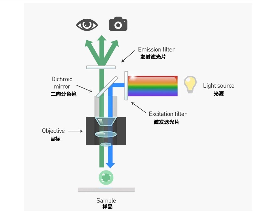 荧光显微镜光学系统工作原理