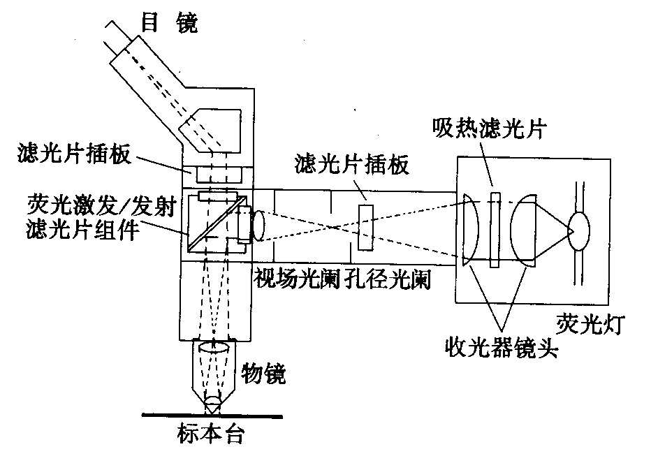 荧光显微镜原理图